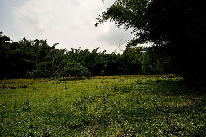 File:Grasslands and Bamboo forests of Thekkady Eco tourism zone.jpg