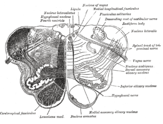 <span class="mw-page-title-main">Arcuate nucleus (medulla)</span>