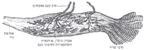 תמונה ממוזערת עבור אברון הגיד על שם גולג'י