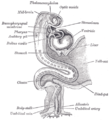 П'ятнадцятиденний людський ембріон (вік приблизний). Мозок і серце розташовані з правого боку. Травна трубка і жовтковий мішок в середній секції.