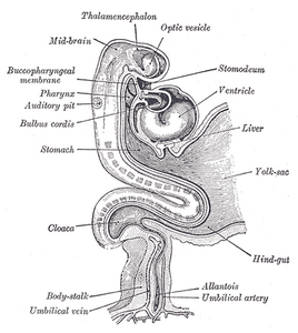 Menselijk embryo ongeveer vijftien dagen oud (vanaf de bevruchting). Hind-gut=einddarm. Body-stalk=hechtsteel.