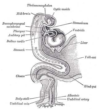 <span class="mw-page-title-main">Stomodeum</span> Depression between the brain and the pericardium in an embryo