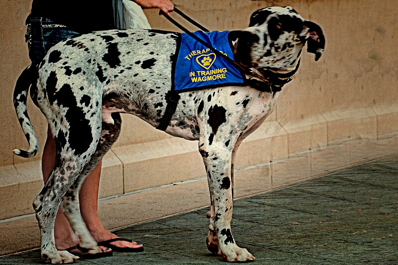 File:Great Dane (15157955698).jpg