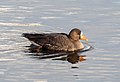 * Nomination Greater white-fronted goose in Central Park --Rhododendrites 15:59, 21 January 2021 (UTC) * Promotion  Support Good quality. --Poco a poco 20:12, 21 January 2021 (UTC)