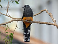 Trogon, Green-backed ♀ Trogon viridis