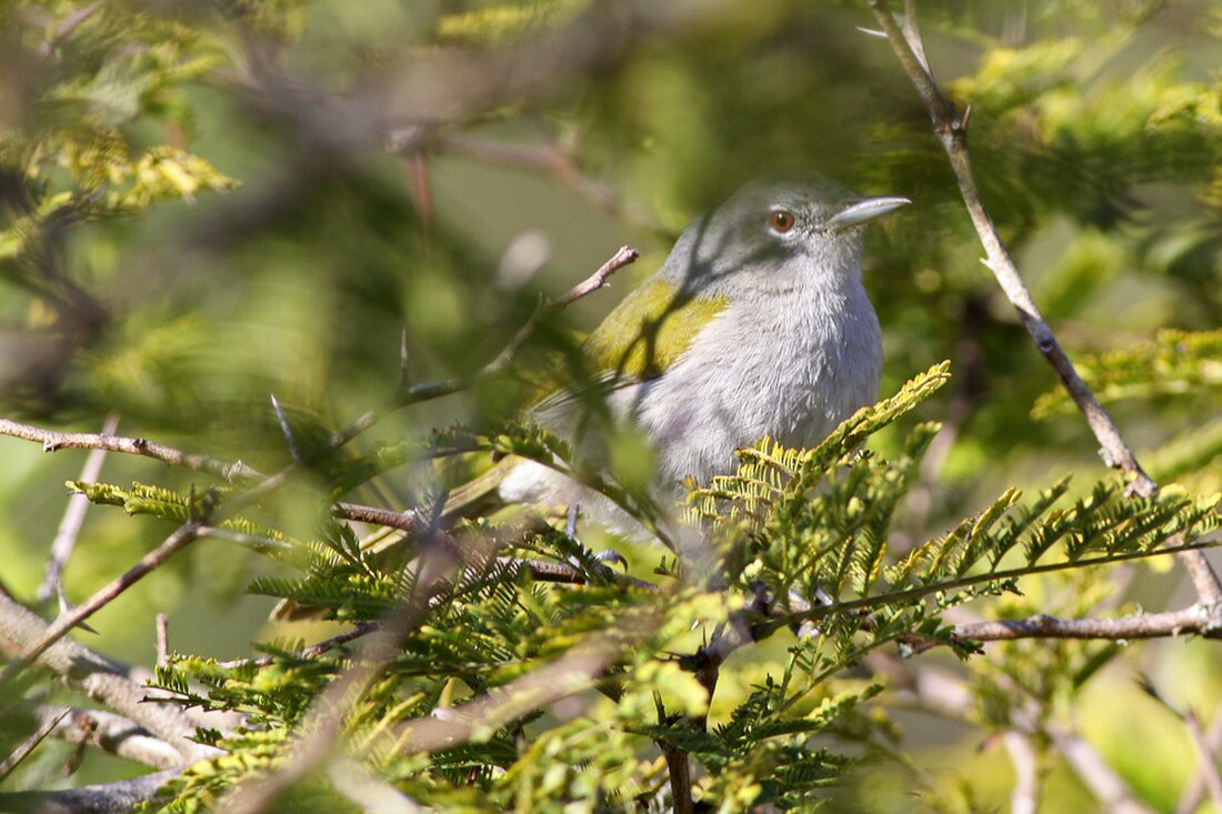 Bosquerola cuaverda