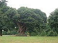 Stablo kestena je jedna od najstarijih biljnih formacija u parku.