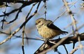 Grey penduline tit, Anthoscopus caroli, also known as the African penduline-tit at Ndumo Nature Reserve, KwaZulu-Natal, South Africa (28302297093).jpg