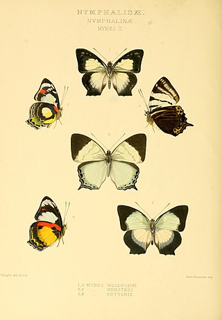 <i>Mynes websteri</i> Species of butterfly