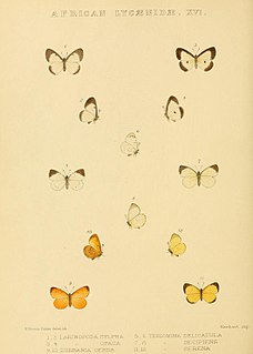 <i>Liptena opaca</i> Species of butterfly