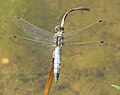 Black-tailed Skimmer (Orthetrum cancellatum) Großer Blaupfeil