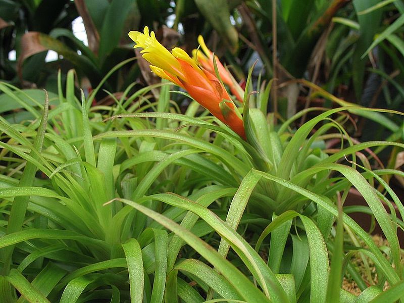 File:Guzmania angustifolia (TS) 2-02289.jpg