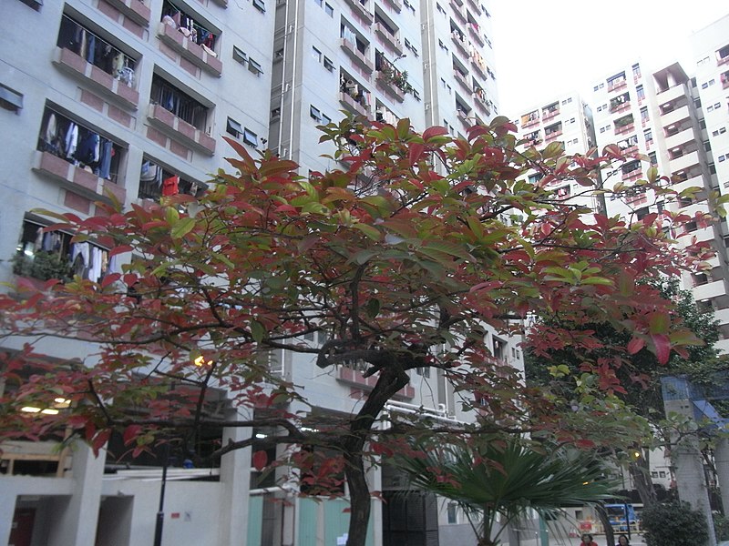 File:HK Hung Hom 家維邨 Ka Wai Chuen central park red tree Jan-2013.JPG