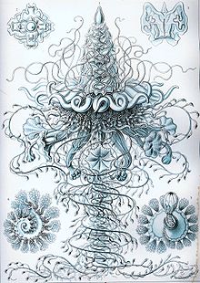 illustrazione di "Physophora hydrostatica"