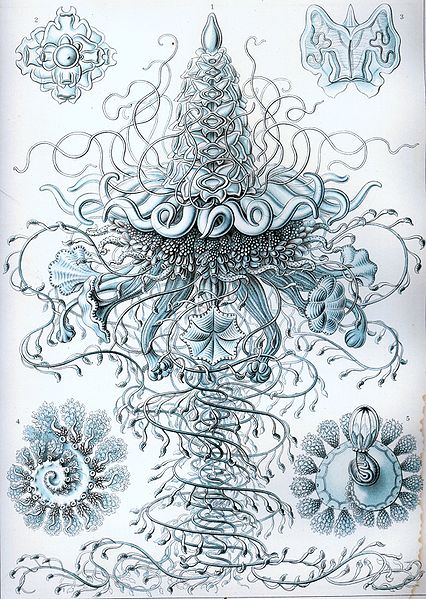 File:Haeckel Siphonophorae 37.jpg