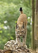 Un jeune lynx boréal du parc animalier de la S.A. des Grottes de Han.