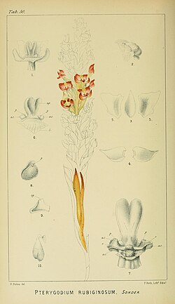 Harry Bolus - Orchids of South Africa - volume I plate 050 (1896).jpg