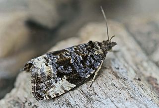 <i>Hedya pruniana</i> Species of moth