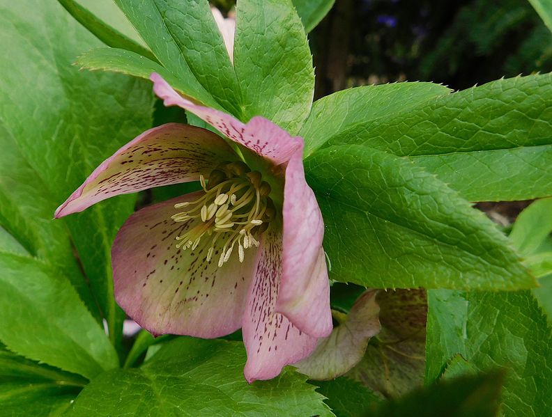 File:Helleborus solace.jpg