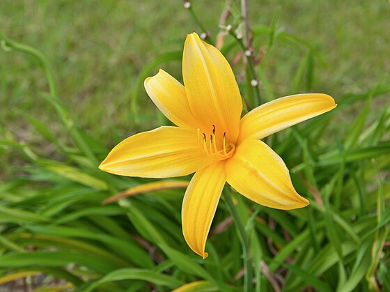 TÌNH YÊU CÂY CỎ ĐV 8  - Page 59 560px-Hemerocallis_lilioasphodelus_flower