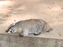 Henry Vilas Zoo IMG 2383.jpg