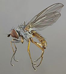 Heteromyza rotundicornis ، Cwm Pennant ، شمال ولز ، سپتامبر 2013 (16927082041) .jpg