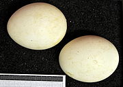 Eggs, in the collection of Museum Wiesbaden Hieraaetus pennatus MWNH 0846.JPG