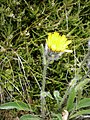 Hieracium alpinum