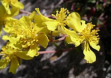 Hoary Rockrose Flower.jpg