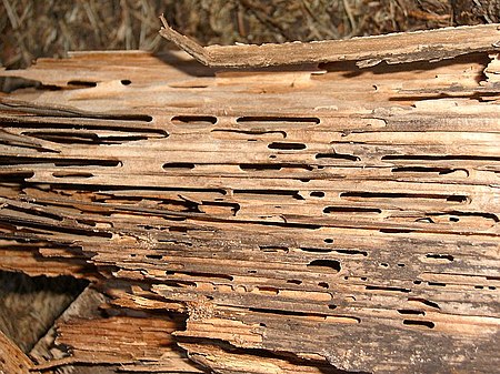 Tập_tin:Holzschaden.jpg