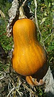 Partially ripe squash on the vine Honeynut squash vine.jpg