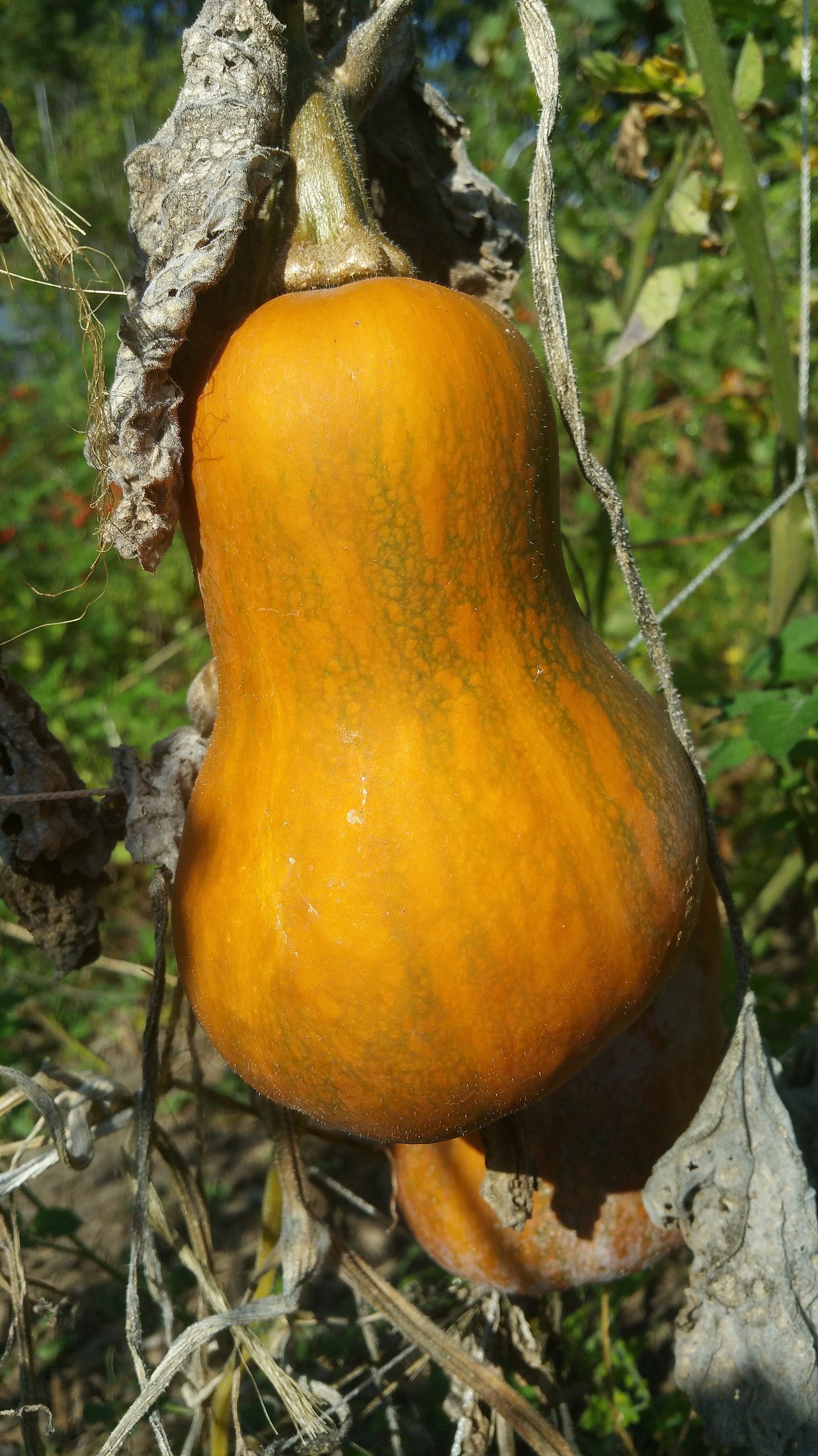 Ореховая тыква. Cucurbita moschata. Тыква баттернат. Moroccan moschata тыква. Honeynut Butternut Squash.