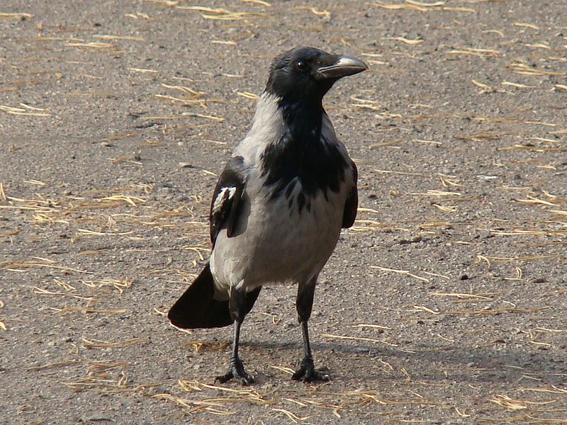 File:Hooded Crow-Mindaugas Urbonas-9.jpg