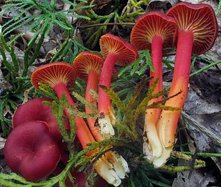 <i>Hygrocybe appalachianensis</i> Species of fungus