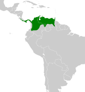 Distribución geográfica del verdillo paticlaro.