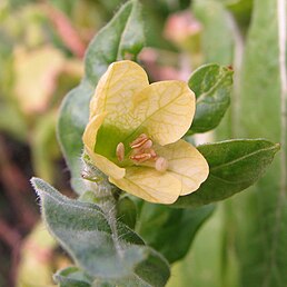 Henbane