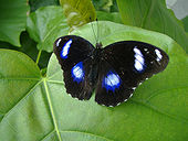 Butterfly Hypolimnas bolina