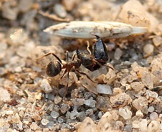 <i>Lasius japonicus</i> Species of ant