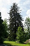 Spruce (Picea sp.)