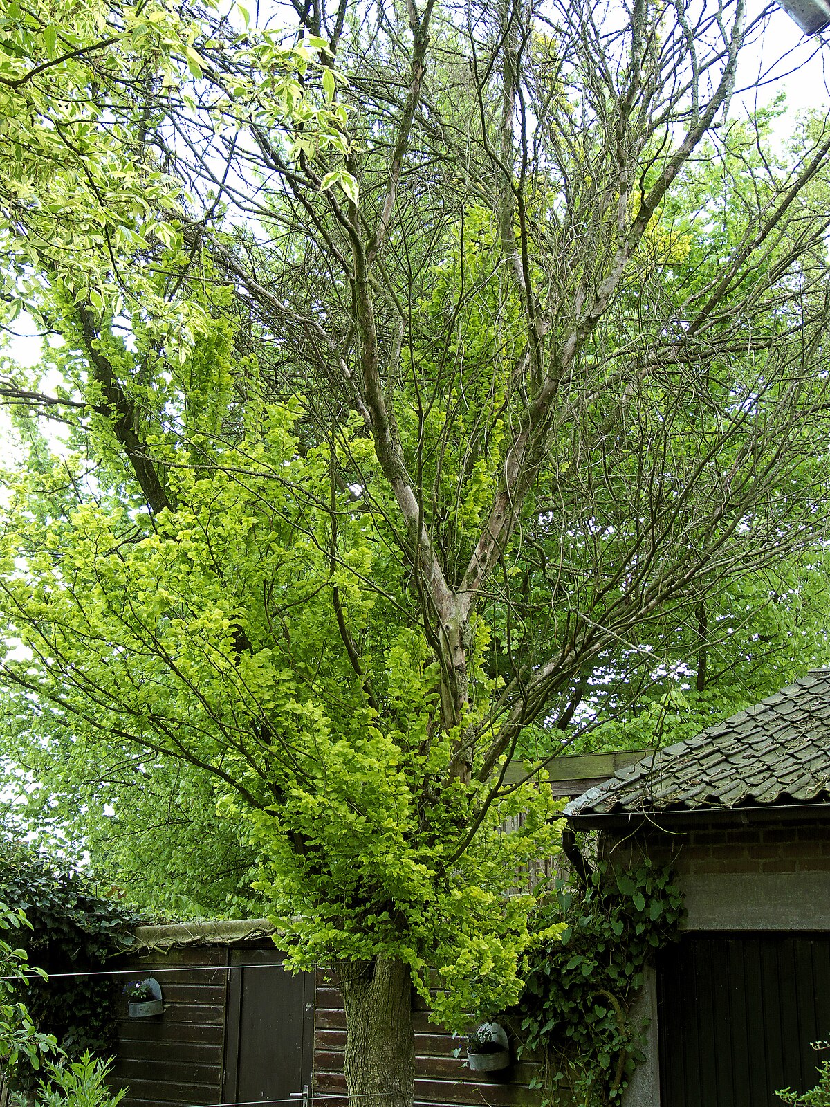 Slippery Elm Tree – Green Thumbs Garden