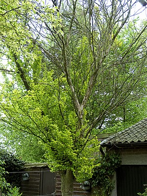 Iepziekte op goudiep (Ophiostoma ulmi on Ulmus hollandica 'Wredei' 4 May 2009).jpg