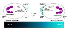 Directional Decision Making Mechanism in a Human Neutrophil Il88.jpg