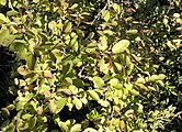 Ilex mucronata, or catberry.