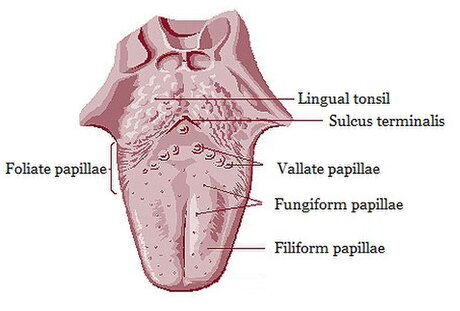 Lingual papillae