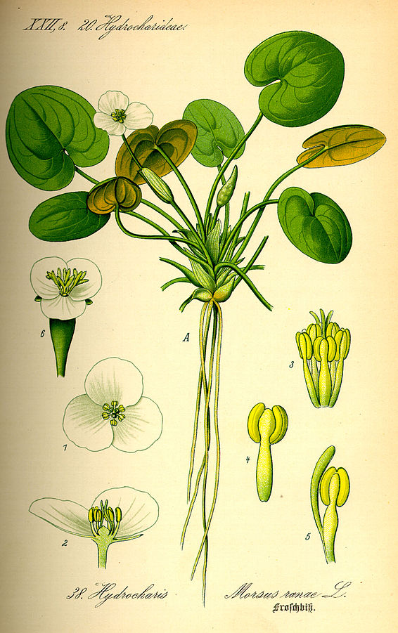 Биологический рисунок растения. Водокрас Лягушачий. Hydrocharis morsus-Ranae. Атлас определитель водокрас. Водокрас семена.