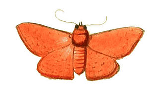 Banisia myrtaea