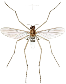 Blepharicera fasciata (1842년 웨스트우드 그림)