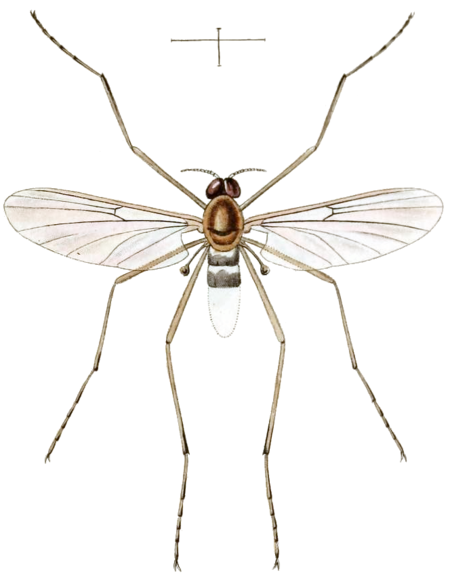 Blephariceromorpha