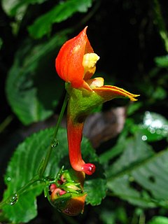 <i>Impatiens sakeriana</i> Species of flowering plant