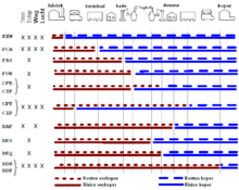 Incoterms.png